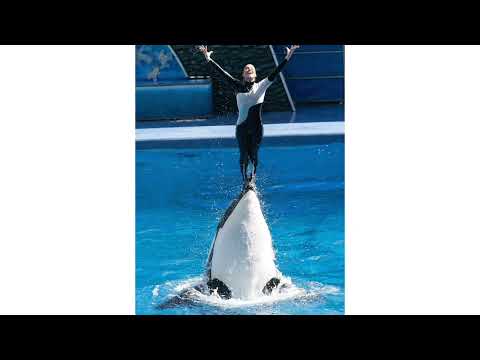 Jessica Radcliffe Orca Trainer Video😱 What Happened to Jessica Radcliffe ?😭