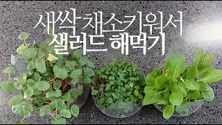 새싹채소 키워서, 새싹 샐러드 해먹기(배추,브로콜리,메밀) 246화 #해맑은TV