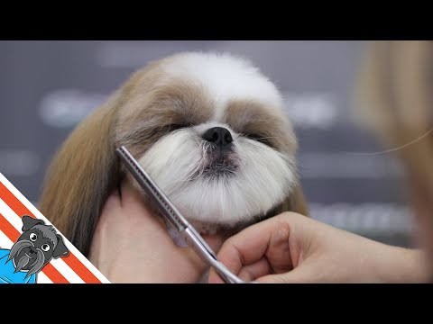 A beautiful haircuts shih tzu - How to groom shih tzu?