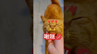 2026/5/18_79 貪吃SV #橘ひなの #橘貓 #橘猫 #貓咪日常 #cat #cute #貓貓日常 #貓貓 #可愛い猫