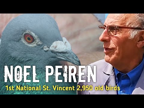 Pigeons of IRON and STEEL, Hardened by nature - 1st National St. Vincent OB 2019 - NOEL PEIREN