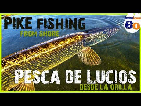 PESCA DEL LUCIO desde ORILLA | PIKE FISHING with LURES | PECHE au BROCHET | www.bofishing.es