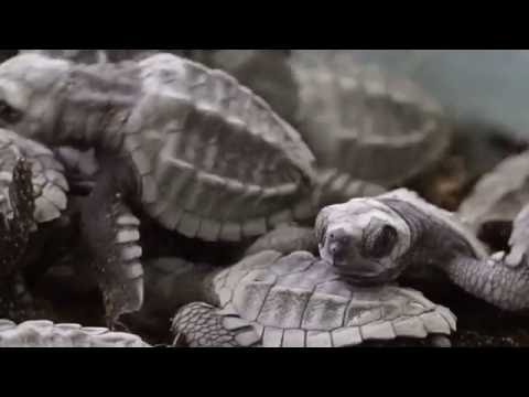 Sea Turtle Emergency Fund