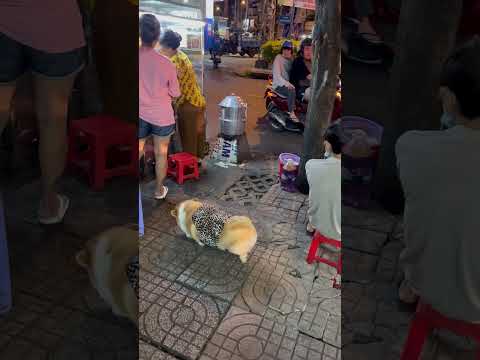 Phần 1 eovi đi xin pate #corgi #eovivlog #funny #pets #cute #tiktok #cutedog #xuhuong #doglover