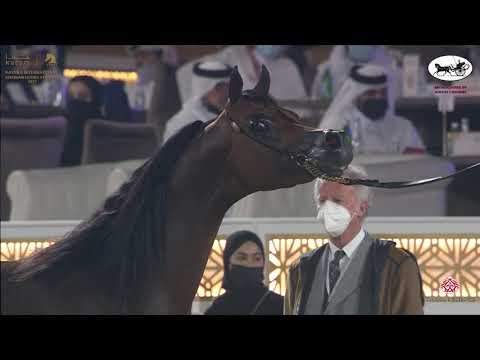 N 226 SHARAF AL SHAHANIA   Katara International Arabian Horse Festival   Stallions 7 10 Years Old Cl