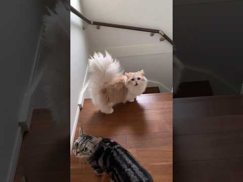 Funny cat || beautiful cat || 😻🐈🐈‍⬛ || kitten || cute