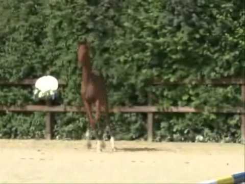 Hengst von Danone II