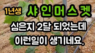 #샤인머스켓1년생재배기술 #비가림비닐하우스시설재배 #과일과실나무키우기