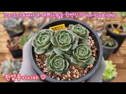 스피드다육 신상 예쁜아이들 언박싱 생강뿌리 같은 칠석정부터~~ 환엽롱기시마💕 스피드다육 010 5248 5955