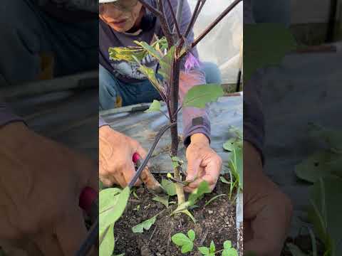茄子怎麼剪會長得比較好呢?