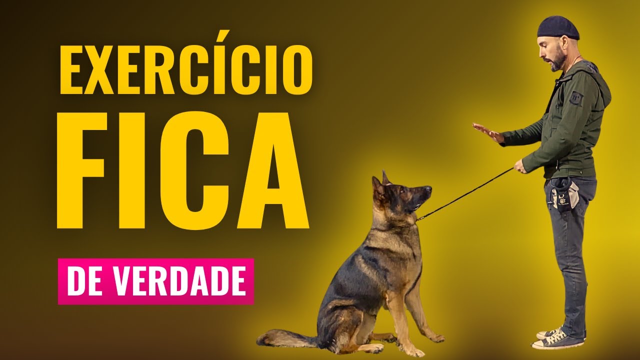 TÉCNICA INOVADORA: Como ensinar o CACHORRO FICAR - Comando FICA de VERDADE