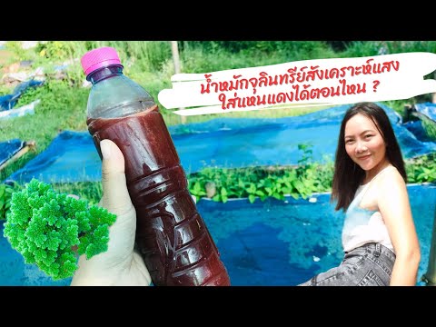 จุลินทรีย์สังเคราะห์แสง ใส่ “แหนแดง” ได้ตอนไหน ?