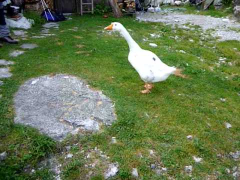 Danger -  Rif Bosconero