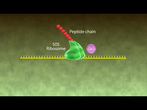 Mechanism of Action Macrolides