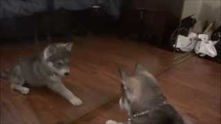 Husky Puppy Shyla vs. Mirror