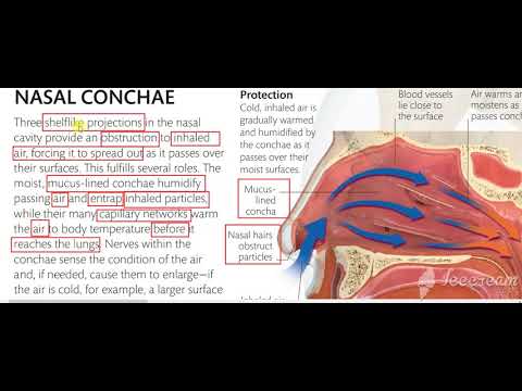 Nasal Cavity Airway 6