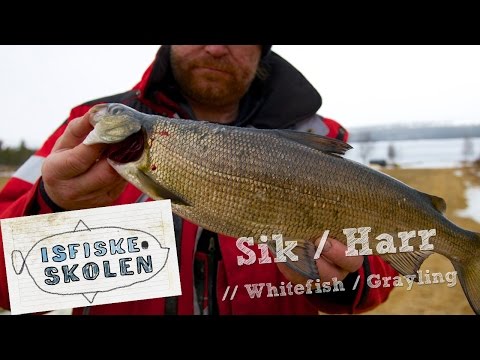 Isfiskeri efter helt