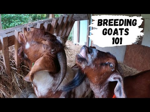 , title : 'Beginners Guide To Breeding Goats'