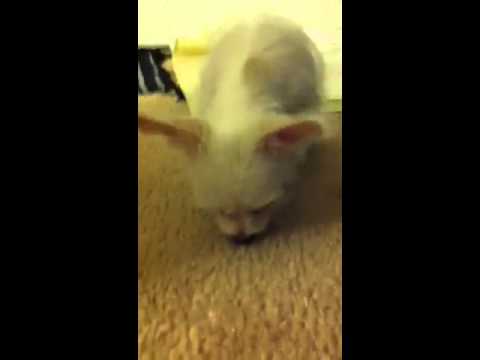 Akio,Smells like hell,Tastes like heaven