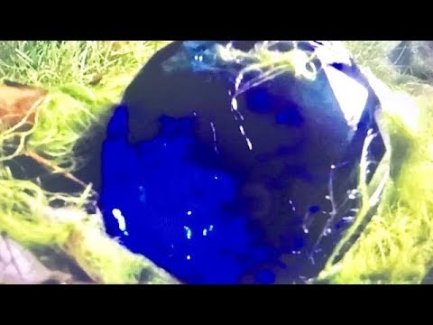 SAPPHIRE GEMSTONE ...FOUND...GIANT DISCOVERY Video