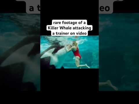 Scary video of a Killer Whale attack