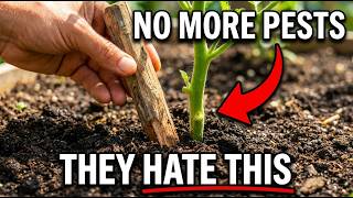 Why Amish Gardens Never Have Pests — The One "Stick" Method Corporations Hate.