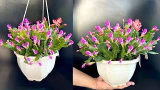 Fascinating beauty. How to Christmas cactus flowers planted