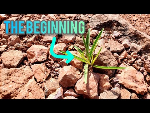 High Desert Restoration: Regenerating Degraded Landscapes