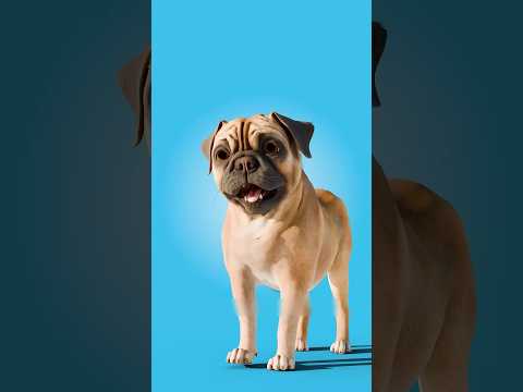 Kako Smo Unistili Buldoge😢