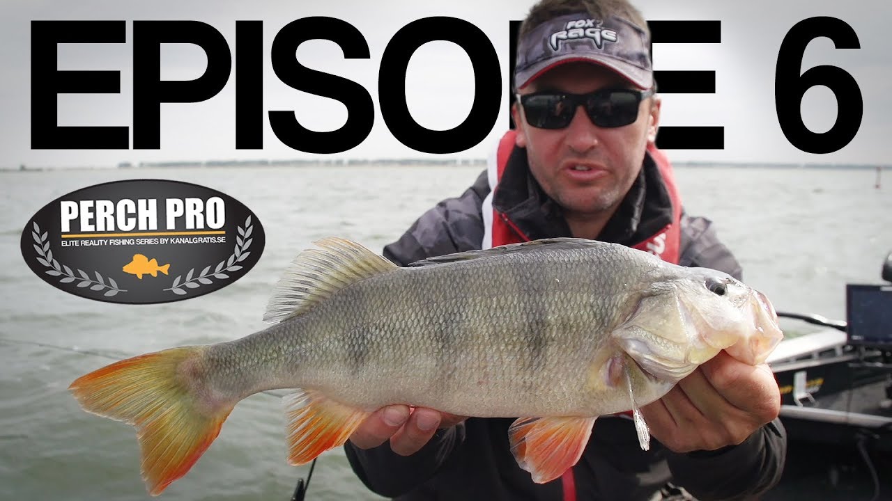PERCH PRO 5 - Episode 6 - The Topwater War PERCH PRO 5 - Episode 6 - The Topwater War