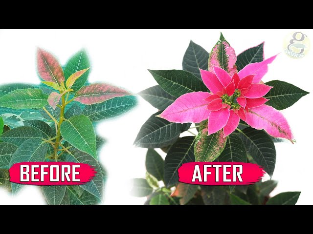 Video Uitspraak van Poinsettia in Engels
