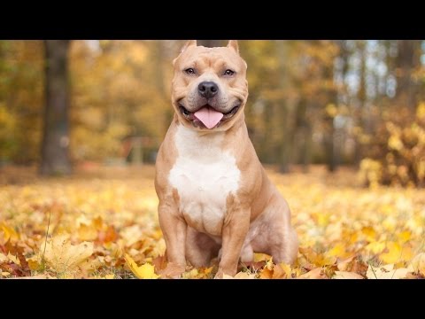 Besta tónlist til að slaka á hundinn þinn - hundurinn sefur