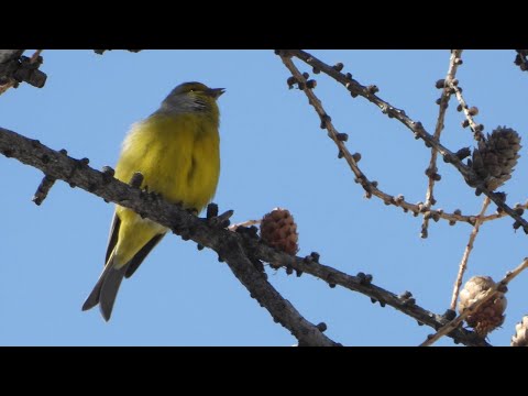 Stehlík citrónový (Carduelis citrinella) — video o speve a chove