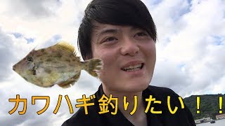 釣りしてみた！！あわよくばカワハギ狙ってみた！