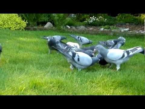 , title : 'jonge duiven in de tuin 2012'