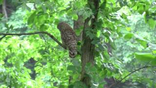 preview picture of video 'Owl in a Tree - Real time'