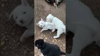 Video preview image #1 Pyrenees Husky Puppy For Sale in Corona, CA, USA
