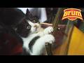 Brum S BIG Hotel Kitten Rescue Brum Friends WildBrain Full HD Episodes