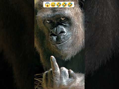 Wait for End #funny #fail #viral #shorts