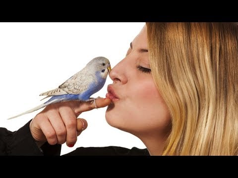 Pozdravi je nježno ptico mala