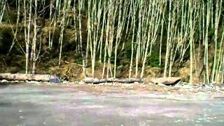 Farewell To The Sointula Garbage Dump Feb. 21, 2011.AVI