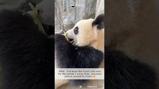 POV: Right Beside The Panda! | iPanda #shorts HKPanda