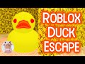 Roblox Duck Escape Where To Find All The Ducks Full Gameplay Walkthrough No Death 4K
