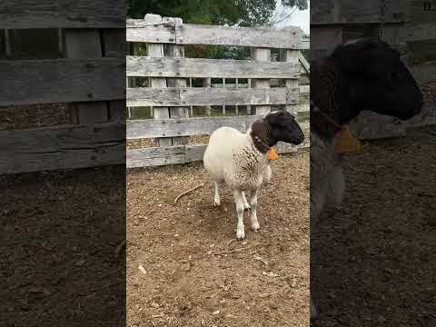 Carnero Dorper Puro - Rocha, Uruguay