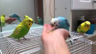 How to Hand Feed Budgie