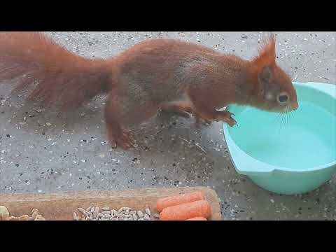 Tagträume🐿️Und Nussig geht's weiter