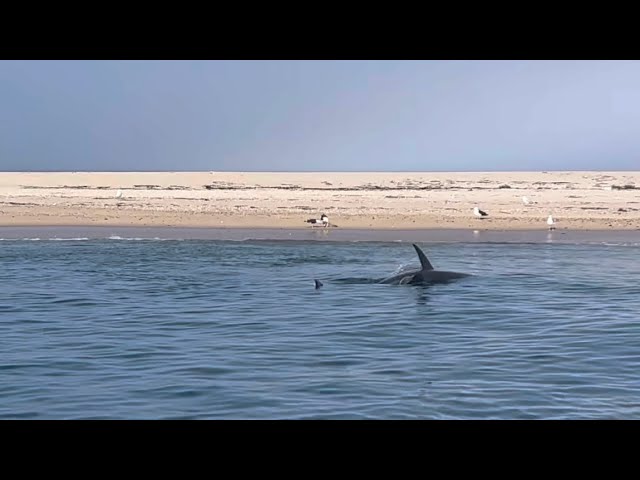 We've all heard about the sharks on Nantucket, here's some other