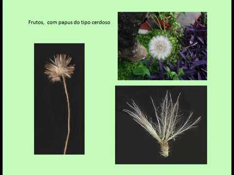 Morfologia das flores, parte 2.