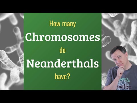 How Many Chromosomes Did Neanderthals Have? Video