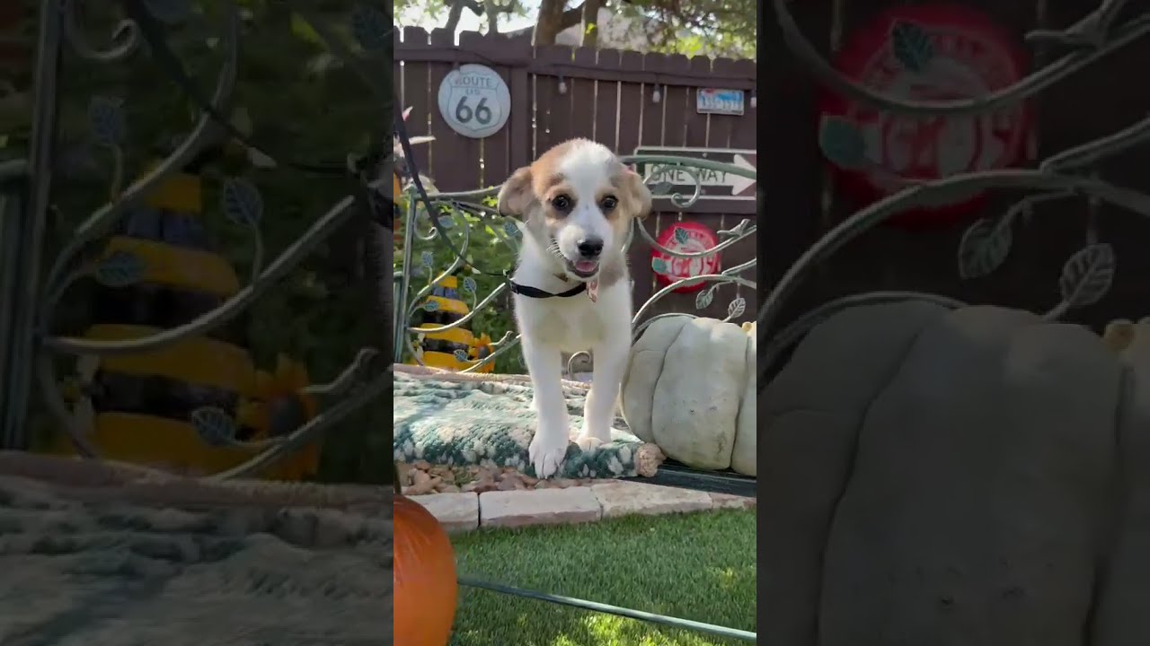 Enlarge Maisy, a Adoptable mixed breed in Poughkeepsie, NY video 2/6